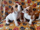Jackrusselin pennut 8 viikon ikäisiä. - фото 1