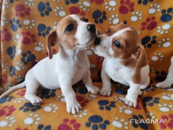 Jackrusselin pennut 8 viikon ikäisiä.