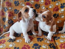 Jackrusselin pennut 8 viikon ikäisiä.