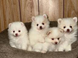 Pörröiset 11-viikkoiset pomeranianpennut ovat nyt valmiita!
