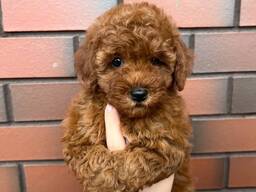 Щенки той-пуделя ищут новые любящие семьи.