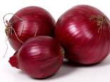 We sell onion (red). - photo 1