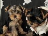 Kaunis yorkshirenterrierin pentue saatavilla - фото 3