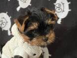 Kaunis yorkshirenterrierin pentue saatavilla - фото 2