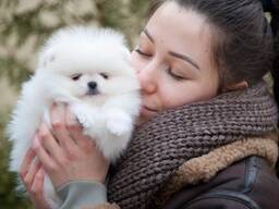 Продаются прекрасные щенки померанского шпица. Готовы к переезду.