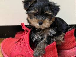 Puhdasrotuisten yorkshirenterrien pennut valmiina lopullisiin koteihinsa