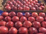 Puolalaiset omenat (Gala, Cortland, Szampion, Jonagold, Golden Delicious, Alwa ja muut) - photo 1