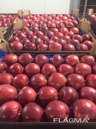 Puolalaiset omenat (Gala, Cortland, Szampion, Jonagold, Golden Delicious, Alwa ja muut)