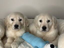 Purebred Golden Retriever puppy