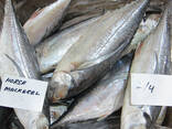 Quality Fresh Frozen Mackerel fish - photo 1