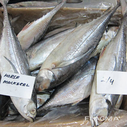 Quality Fresh Frozen Mackerel fish