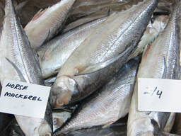 Quality Fresh Frozen Mackerel fish