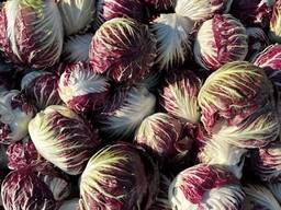 Radicchio extra quality (origin - Poland)