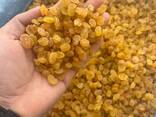 Raisins Golden Kalifar - photo 1