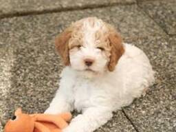 Rakastava lagotto myytävänä