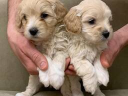 Rakkaat maltipoo-pennut