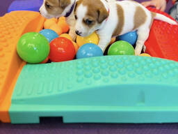 Rakkaita jackrussellinterrierin pentuja