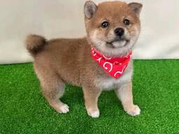 Rakkaudenosoituksia shiba inu -pennuille