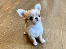 Rakkaus Chihuahua-pentuja