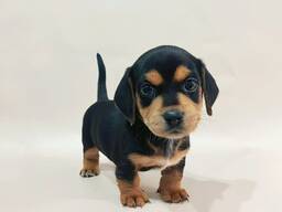 Rakkausmäyräkoiran pentuja