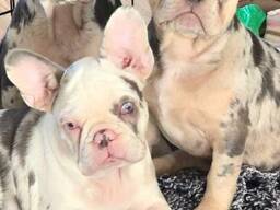 Ranskanbulldogin pentuja myytävänä