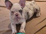 Ranskanbulldogin pentuja myytävänä - фото 1