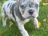 Ranskanbulldogin pentuja myytävänä - фото 2