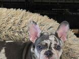 Ranskanbulldogin pentuja myytävänä - фото 3