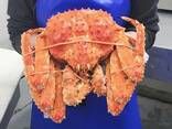 Red King Crab - photo 1