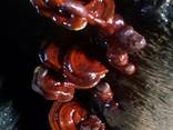 Reishi-sieni, Lingzhi, Ganoderma lucidum - photo 3