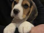 Rekisteröity puhdasrotuinen beagle-pentu saatavilla - фото 2