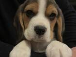 Rekisteröity puhdasrotuinen beagle-pentu saatavilla - фото 3