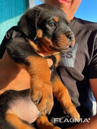 Rottweilerin pentuja