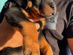 Rottweilerin pentuja