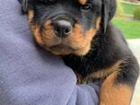 Rottweilerin pentuja - фото 2