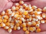 Selling 100 tons of popcorn ball - photo 1