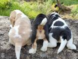 Щенки бигля - фото 1