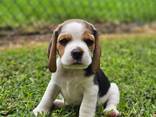 Щенки бигля ищут постоянный дом. - фото 2