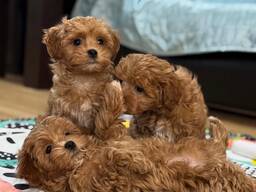 3 maltipoo-tyttöpentua vapaana.