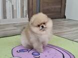 Щенки померанского шпица - фото 3