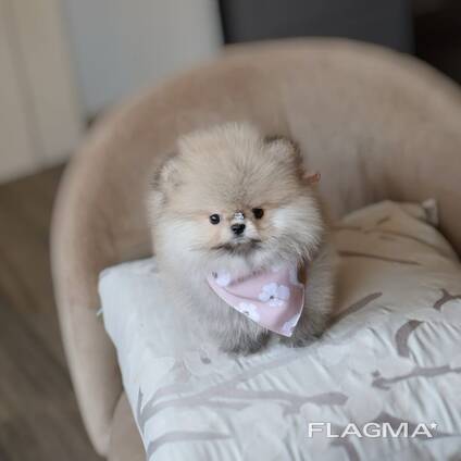 Pomeranianpentua etsii rakastavia koteja.
