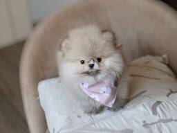 Pomeranianpentua etsii rakastavia koteja.