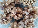 Шишка Pinus nigra (сосны черной)100 штук, шишки для декора, сосновые шишки - фото 4