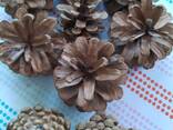 Шишка Pinus nigra (сосны черной)100 штук, шишки для декора, сосновые шишки - фото 12