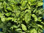 Spinach baby - photo 1