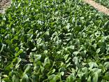Spinach baby - photo 2