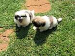 Sukutaulullisia pekingese-pentuja - фото 3