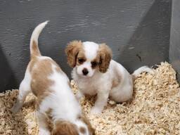 Suloisia Cavalier King Charlesin