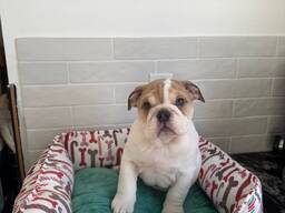 Suloisia englanninbulldogin pentuja