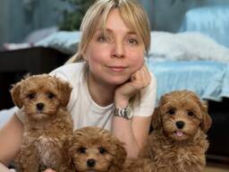 Teacup Maltipoo -pentuja adoptoitavaksi.